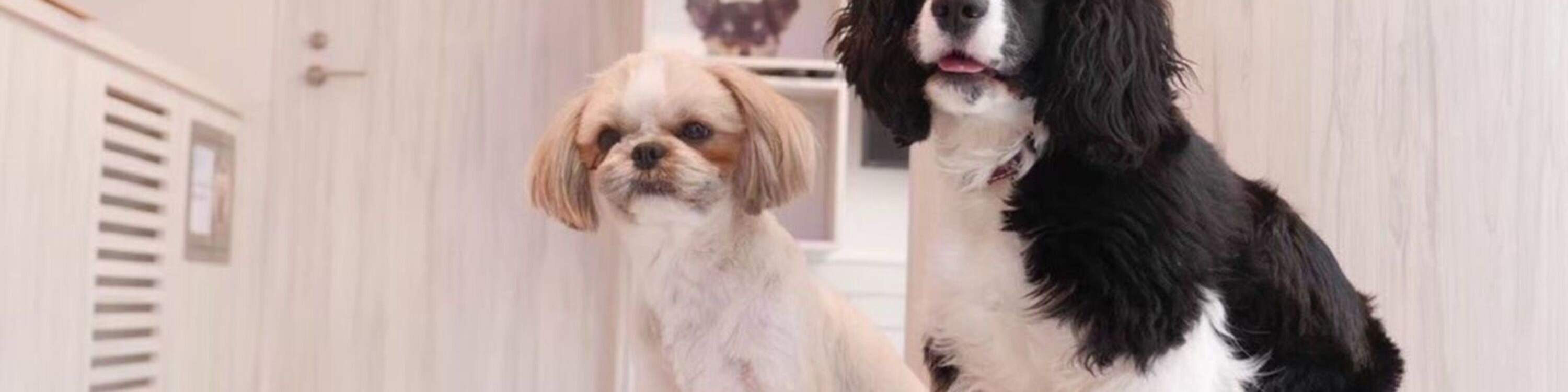 Dog Interaction Experience [Dog Cafe Rio Harajuku] - Klook